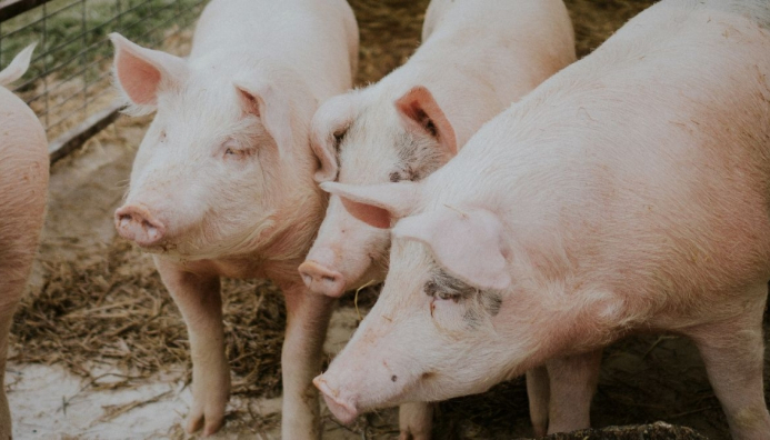 Técnico Auxiliar En Porcinos